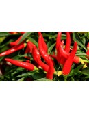 Natural product HAYA LABS Cayenne Pepper Extract 40000 H.U. / 100 Caps.